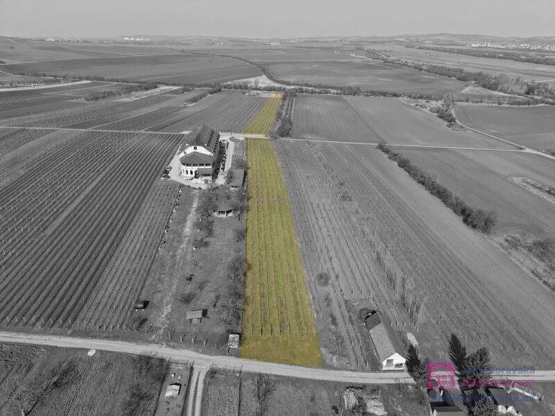 Prodej vinice v Rakvicích